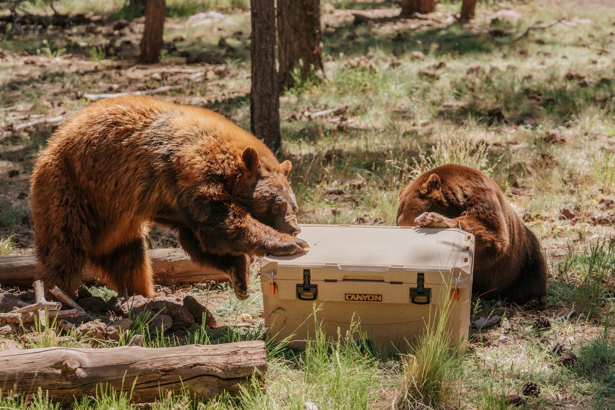 Bear Resistant Coolers Put to the Test at Bearizona | Canyon Coolers