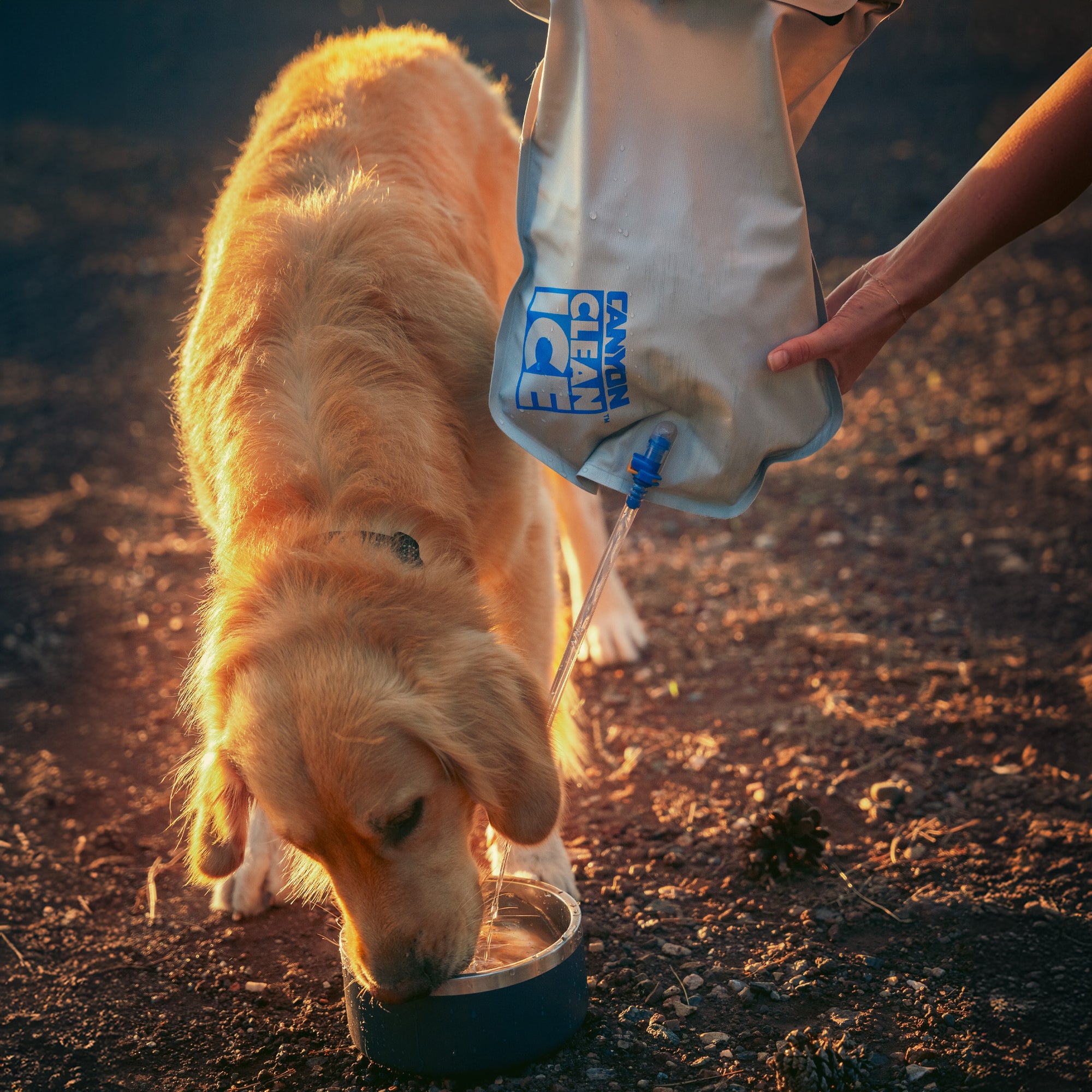 Why the Clean Ice Bag is the Best Camping Gear for Dogs