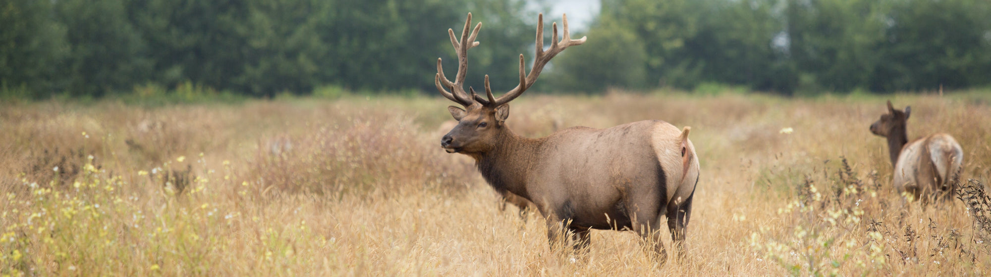 Elk in grass prairie
